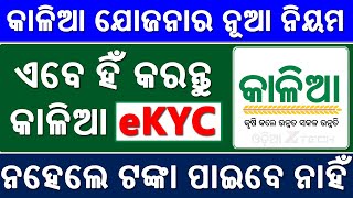 Kalia Yojana eKYC Aadhaar Authentication Complete Process Online  Odisha Kalia e kyc New Update [upl. by Llerat]