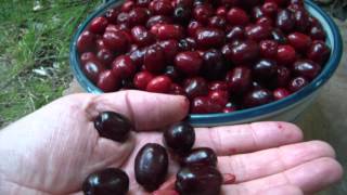 Cornelian cherries for primitive raw sorbet [upl. by Sawtelle556]