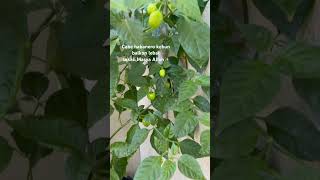 Cabe habanero enakkk pwol pedes nampol ada aroma khasnya🥰habanero gardening [upl. by Assylla136]