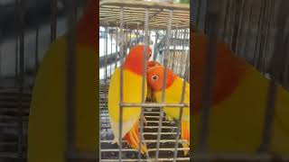 YELLOW BULL OPA AND LUTINO OPALINE africanlovebird lovebirds ibon parrot [upl. by Neyugn]