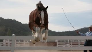 Journey to the Super Bowl  Trainer Robin Wiltshire  Turtle Ranch [upl. by Antonin]