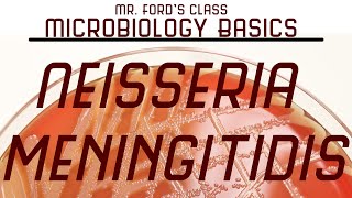 Neisseria meningitidis and Bacterial Meningitis  Microbiology Lectures [upl. by Adlai]