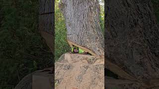 How arborists are born arborist husqavarna maine tree shorts [upl. by Airemahs]