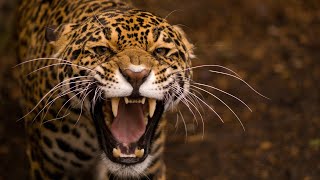 Leopard Documentary  Big Cats Wildlife HD [upl. by Rentschler]