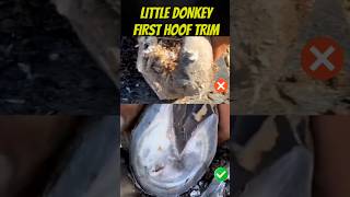 After YEARS of Suffering This Donkey Finally Gets the Hoof Care It DESERVES [upl. by Fenelia]