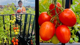 Harvesting Juicy Tomatoes from our Garden [upl. by Kerrison]