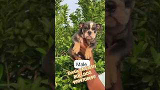 EXOTIC ENGLISH BULLDOG PUPPY IN DELHI INDIA englishbulldog shorts viralvideo trending puppy [upl. by Veron]