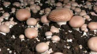 Time lapse video of mushrooms fruiting [upl. by Cilegna574]