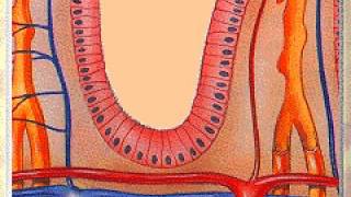 lipid digestion [upl. by Zavala]