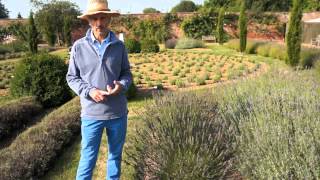 How and when to prune your Lavender [upl. by Chinua]