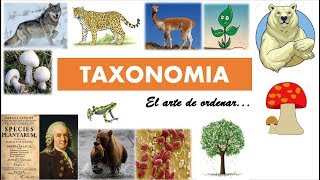 Taxonomía clasificación de los seres vivos [upl. by Drhcir]