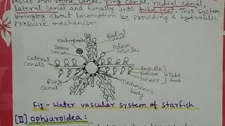 water vascular system in echinoderms notes Bsc [upl. by Celie]