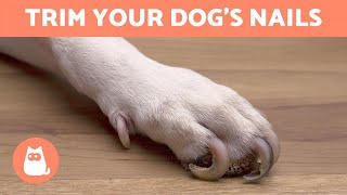 How to Trim Your Dogs Nails at Home 🐶 STEP BY STEP WITH TIPS [upl. by Aydan]