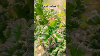 Cristata cactus 🌵coralcactus euphorbia cactus gardeningtour beautiful naturebeauty gardening [upl. by Schiro]