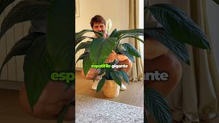 🤍 ¡Hablemos del Spathiphyllum Sensation 🤍 planttips spathiphyllum plantasdecasa plantslovers [upl. by Martijn135]