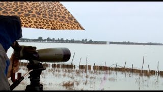 Report TV  Inventarizimi i shpendëve ujorë në Parkun Kombëtar Divjakë Karavasta [upl. by Rett]