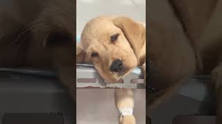 PoV  Jaldi thik hoja pillu 😔☹️🥺 doglover labrador [upl. by Mickelson15]