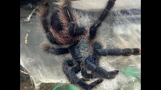 Avicularia avicularia  the Common Pink Toe breeding [upl. by Jerrome558]