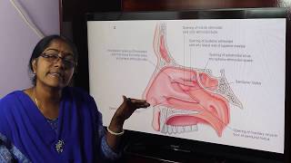 Lecture On Paranasal Air sinuses [upl. by Terrye63]