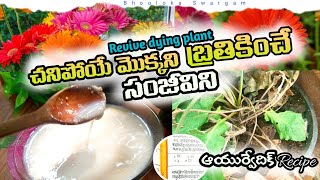 Revive dying plantHomemade fertilizer for plants  more roses puvvulu baga puyyadaniki [upl. by Bethezel]