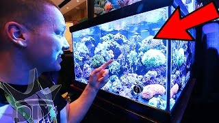 Saltwater aquariums coral and reef tanks [upl. by Asirralc604]