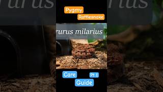 Pygmy Rattlesnake Care Guide Part 1 [upl. by Chandless181]