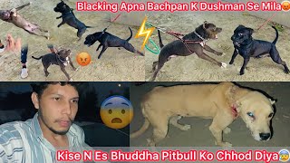 Buddha Pitbull Dog Mila😨Koi Yha Chhod Kar Bhag Gya😡 Blacking Ko Uska Bachpan K Dushman Se Milvaya🐶 [upl. by Naujud765]