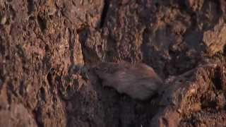 Natural Selection and the Rock Pocket Mouse — HHMI BioInteractive Video [upl. by Adolf]