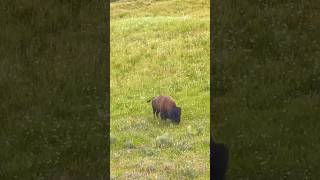 A Day in the Life of a Bison in Yellowstone National Park [upl. by Thais]