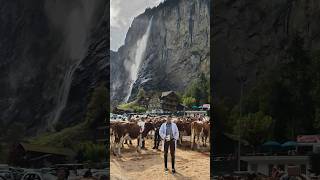 Viehschau in Lauterbrunnen switzerland cow brauchtum swissalps lauterbrunnen tradition [upl. by Popelka665]