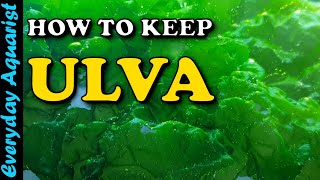 How to keep ULVA macroalgae  ULTIMATE Nitrate amp Phosphate Refugium Algae Better Than CHAETO [upl. by Ademordna455]