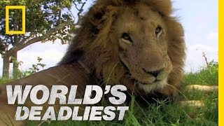 Lion vs Lion  Worlds Deadliest [upl. by Lilah]