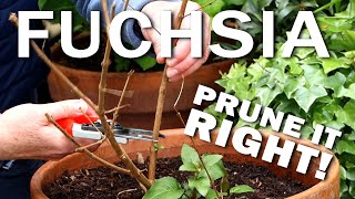 Pruning Hardy Fuchsias [upl. by Woehick271]