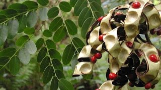 Adenanthera pavonina  Red Lucky Seed [upl. by Laryssa]