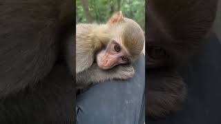 monkey animals monkeys wildlife nature animal monkeysofinstagram photography memes [upl. by Llibyc]