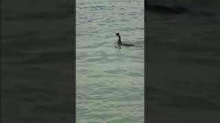 Cormorant Shag underwater fishing technique [upl. by Ainesej]