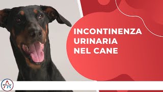 Incontinenza urinaria nel cane [upl. by Rekoob326]