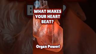 What Makes Your Heart Beat ❤️ Organ Power [upl. by Phaidra]