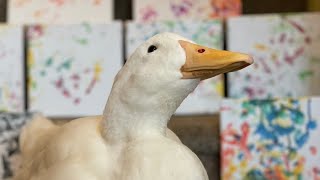 Quackson Pollock  Wrinkle the Duck Artist 🎨🦆 [upl. by Hsur921]