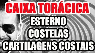 Vídeo Aula 106  Anatomia Humana  Caixa Torácica Esterno Costelas e Cartilagens Costais [upl. by Randene189]