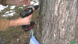 How to Tap A Maple Tree CHEAP amp EZ [upl. by Solraced]