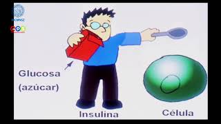 Causas de la Diabetes  INCMNSZ  Educación para la salud [upl. by Anavrin]