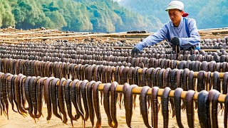 Leech Farming Technique  How Chinese Farm and Consume Billions of Leech  Leech Processing [upl. by Aziar482]