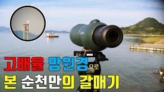 고배율 망원경 aka 필드스코프로 디지스코핑한 남해안 바닷가 갈매기떼 Birdwatching with Optolyth Compact G80 spotting scope [upl. by Ludlow449]