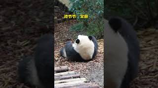 Grandpa Huahua is here so I am here National Treasure Giant Panda Fubao Pandas understand Sichu [upl. by Nadbus]