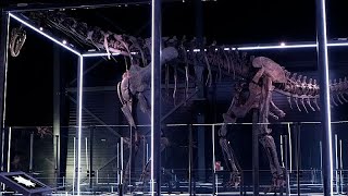 Museum of Evolution unveils 97 complete dinosaur skeleton [upl. by Ajdan]