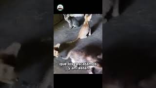 Nuevos gatitos rescatados ¡Conócelos y ponle nombres [upl. by Shank542]