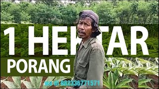 Perhitungan Tanam Porang untuk 1 hektar [upl. by Ailadi36]