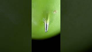 Greengage and Needle  Macro satisfying macro asmr asmreating closeup zoom [upl. by Halla]