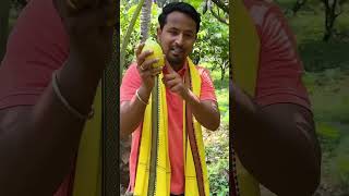 Coco plant plants cocoplants coco video videos shortsvideo shots shorts videoviral shots [upl. by Notniuqal]